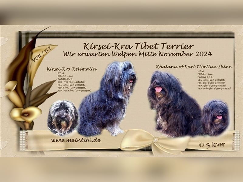 Kirsei-Kra Tibet Terrier Welpen ( VDH / ILT ) Wurfankündigung