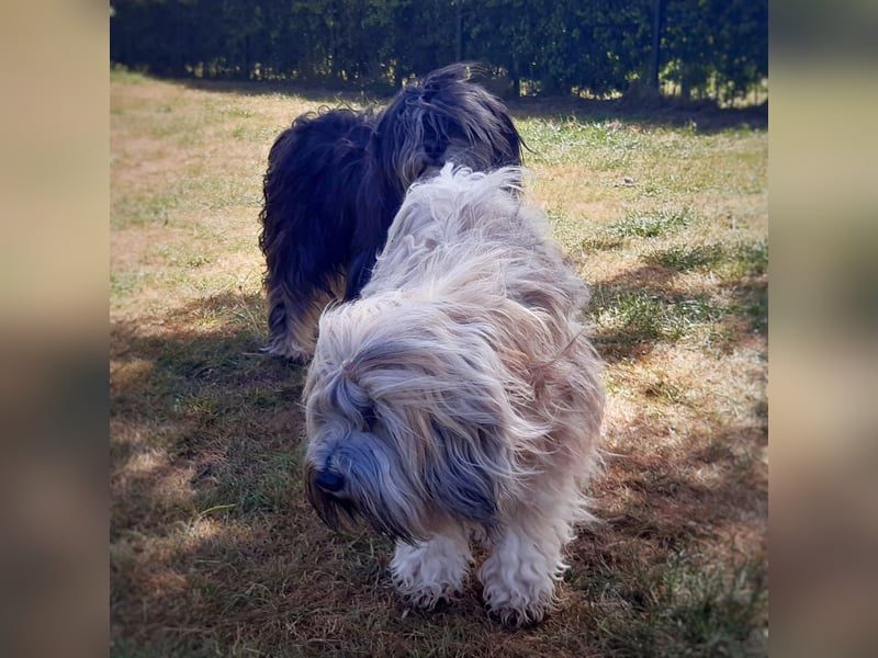 Wurfankündigung: Tibet Terrier Welpen voller Vorfreude erwartet!