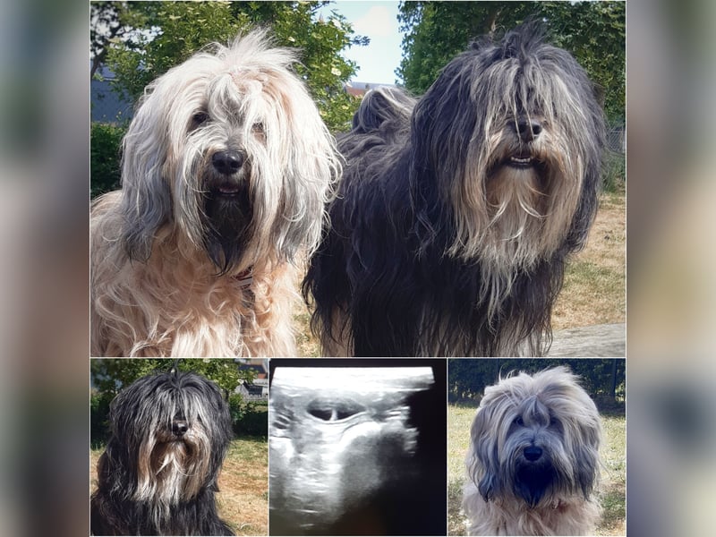 Wurfankündigung: Tibet Terrier Welpen voller Vorfreude erwartet!