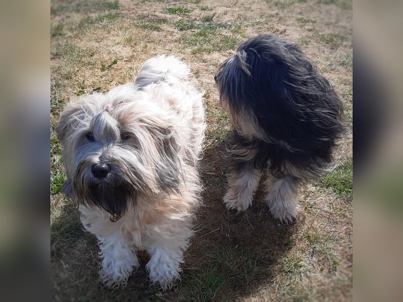 Wurfankündigung: Tibet Terrier Welpen voller Vorfreude erwartet!