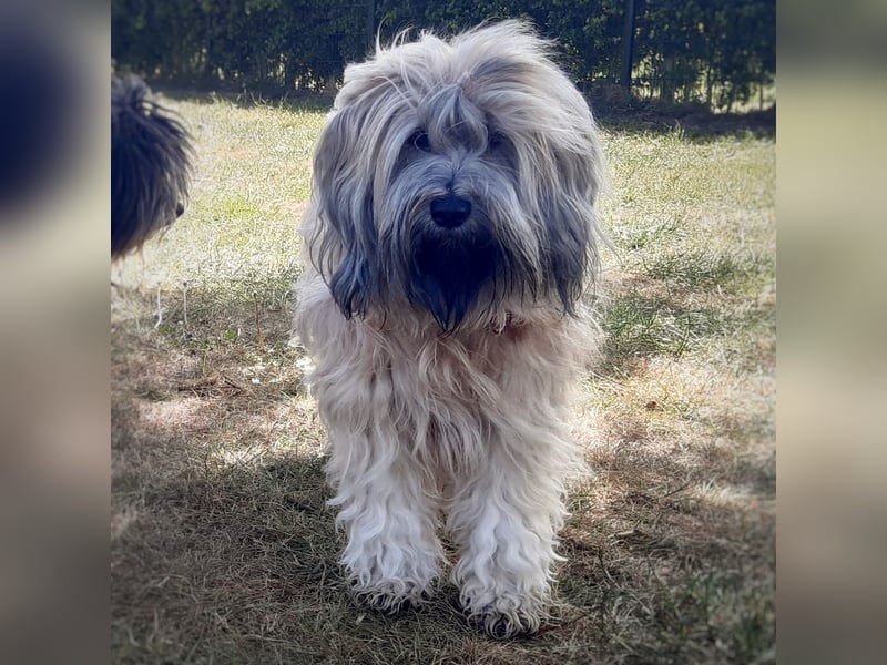Wurfankündigung: Tibet Terrier Welpen voller Vorfreude erwartet!