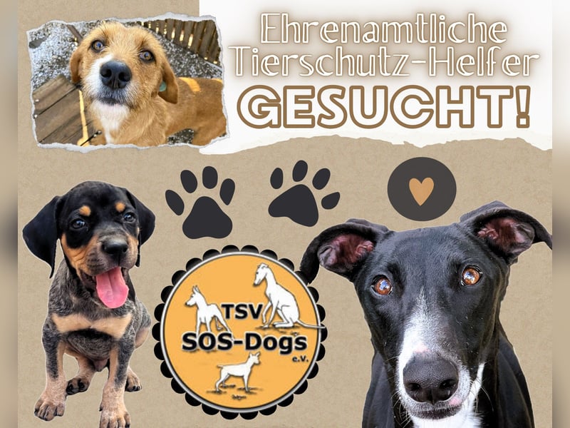 Tierschutzverein SOS-Dogs e.V. sucht Pflegestellen und ehrenamtliche Mithelfer/innen!