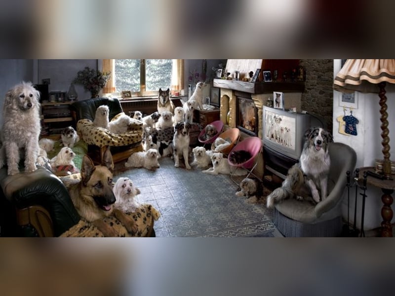 Tierschutzverein sucht dringend Pflegestellen für tolle Hunde :- ) in NRW