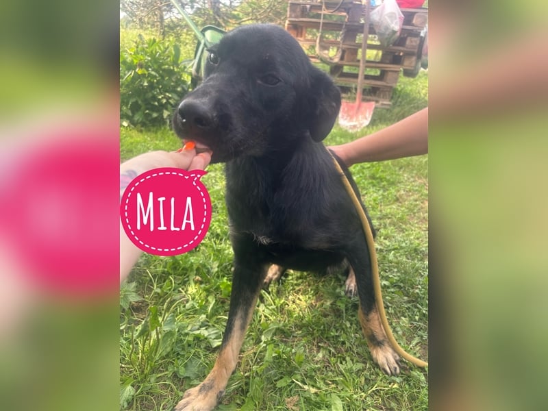 Mila eine tolle Hündin
