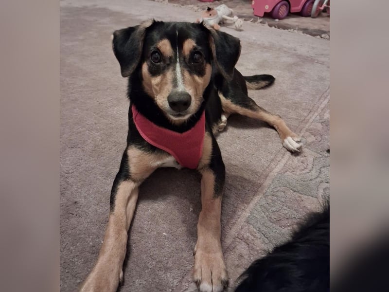 Mia die wundervollste Familienhündin