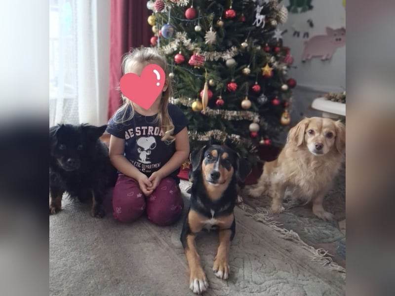 Mia die wundervollste Familienhündin