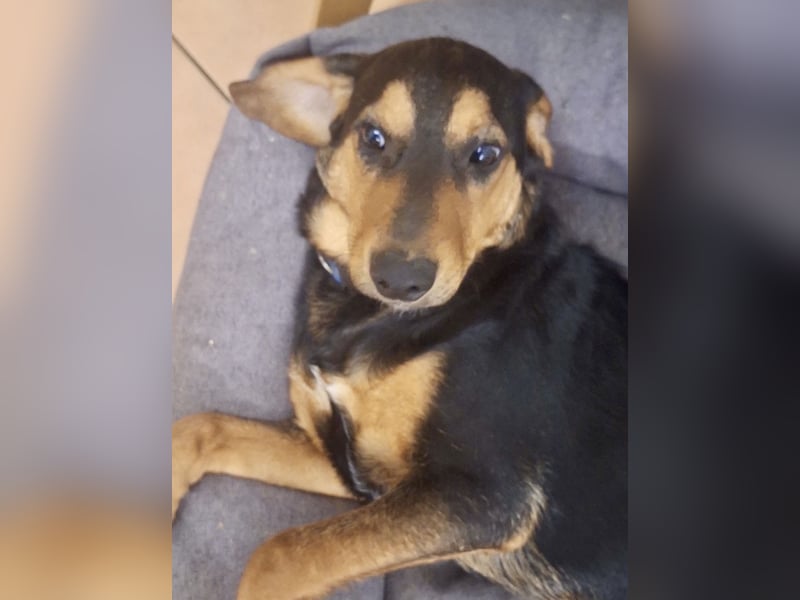 Don ein freundlicher Schlappohr