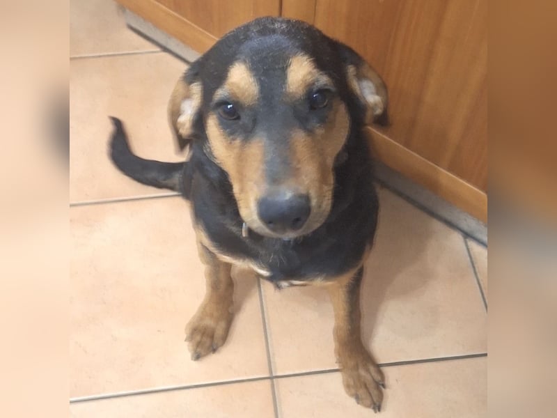 Don ein freundlicher Schlappohr