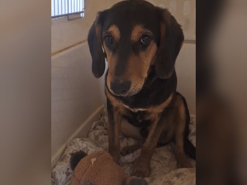 Don ein freundlicher Schlappohr