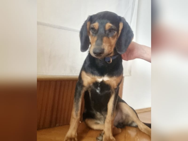 Don ein freundlicher Schlappohr