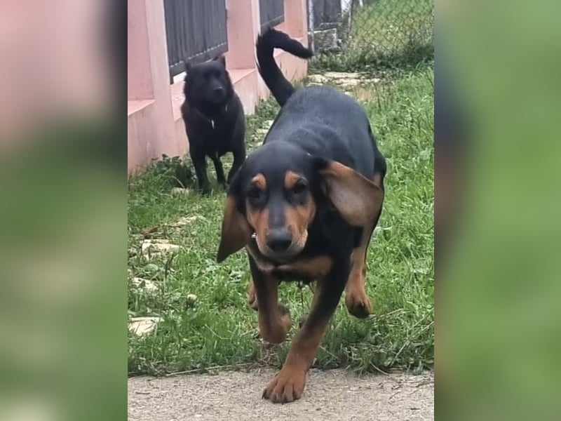 Don ein freundlicher Schlappohr