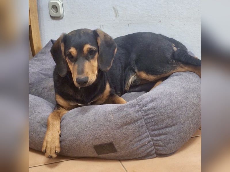 Don ein freundlicher Schlappohr