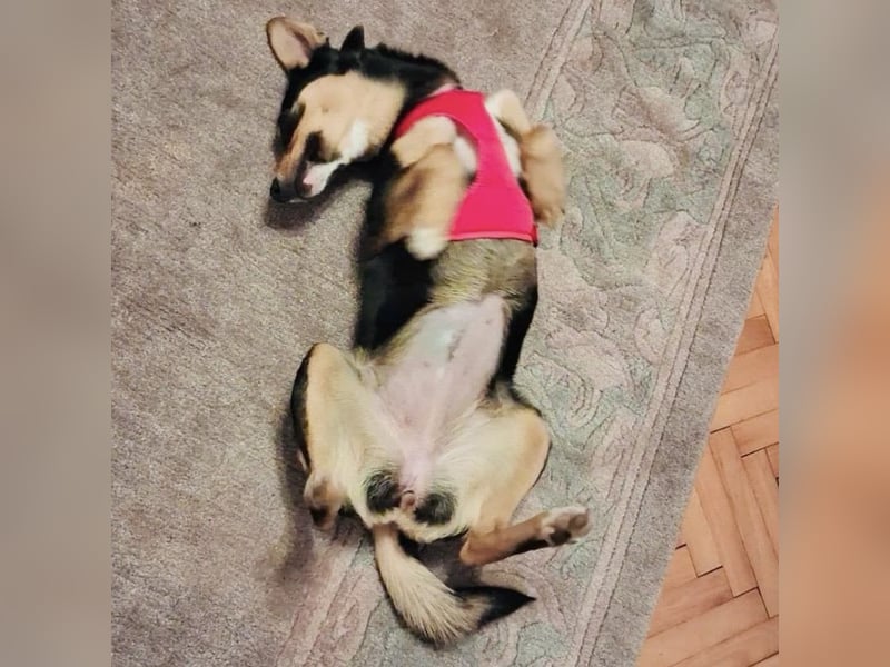 Mia die wundervollste Familienhündin