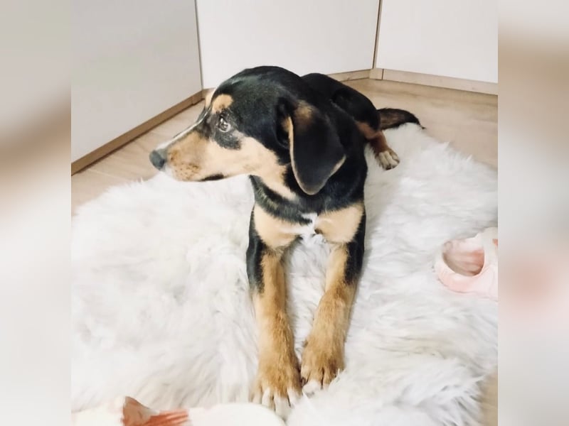 Mia die wundervollste Familienhündin