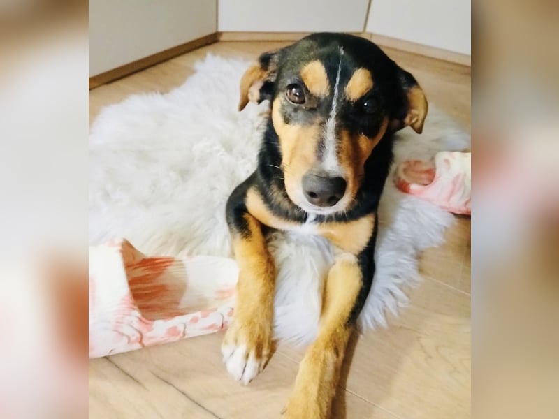 Mia die wundervollste Familienhündin