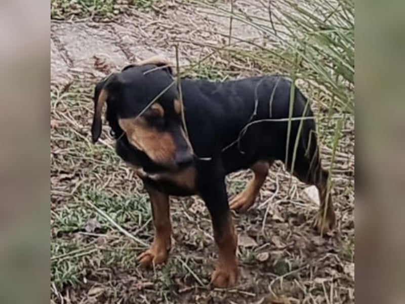 Don ein freundlicher Schlappohr