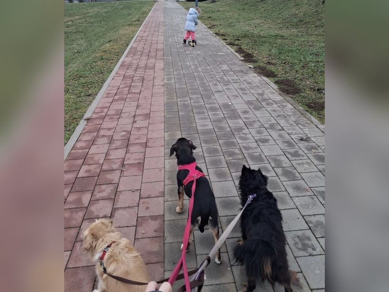 Mia die wundervollste Familienhündin