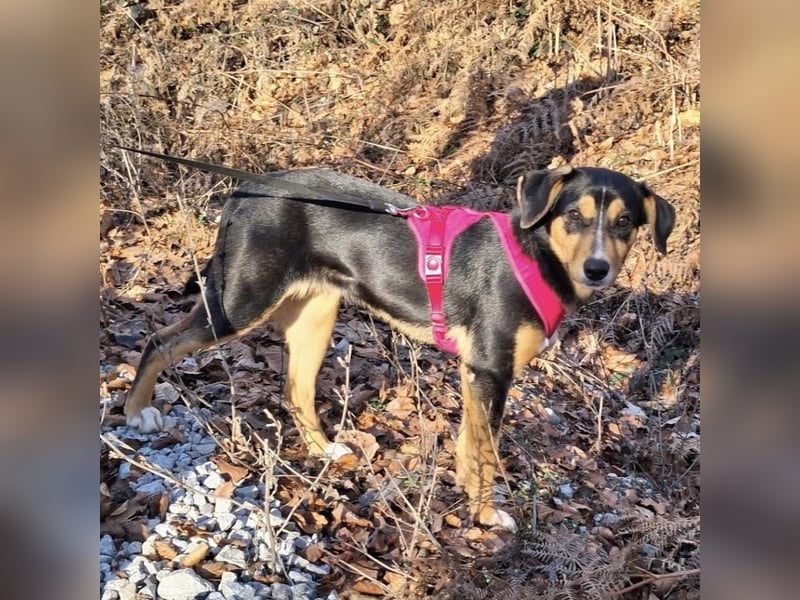 Mia die wundervollste Familienhündin