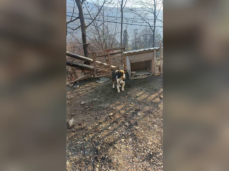 Dama - Tornjakmischling