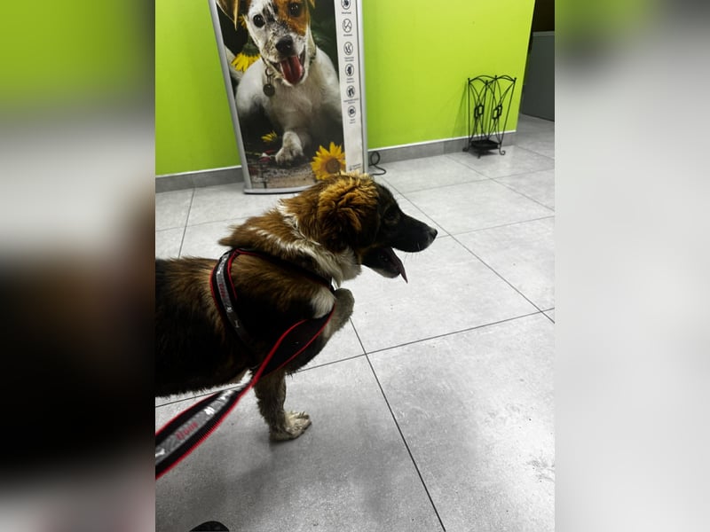 Dama - Tornjakmischling