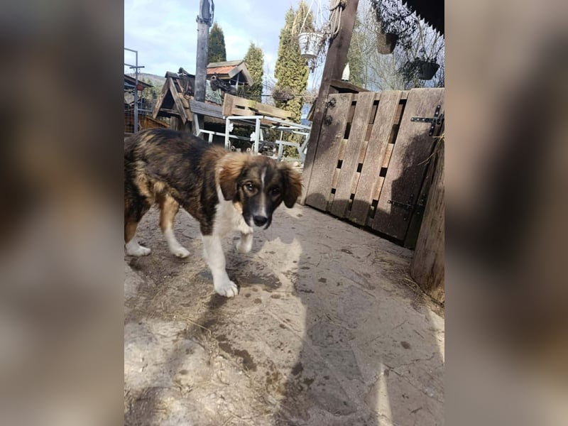 Dama - Tornjakmischling