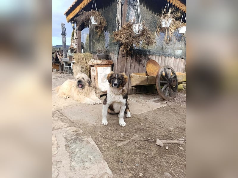 Dama - Tornjakmischling