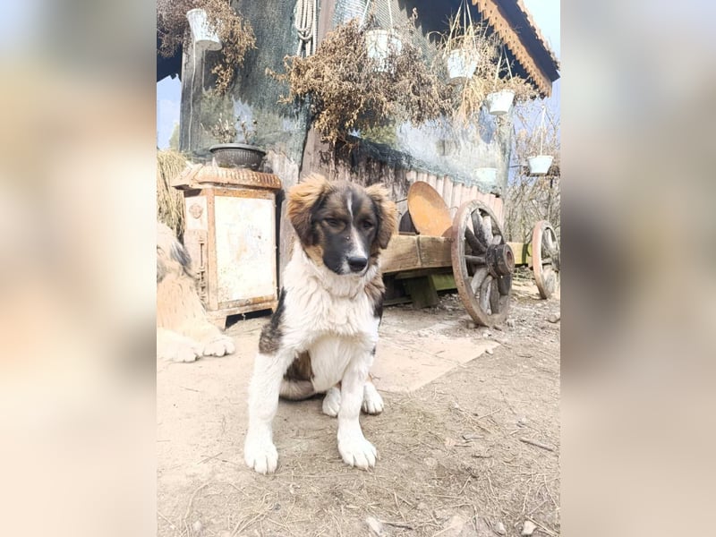 Dama - Tornjakmischling