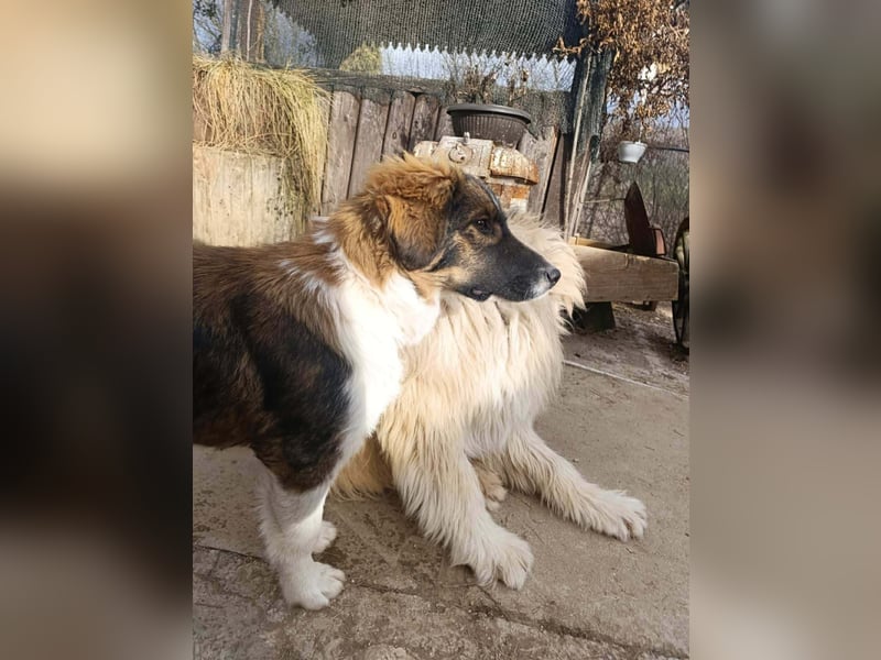 Dama - Tornjakmischling