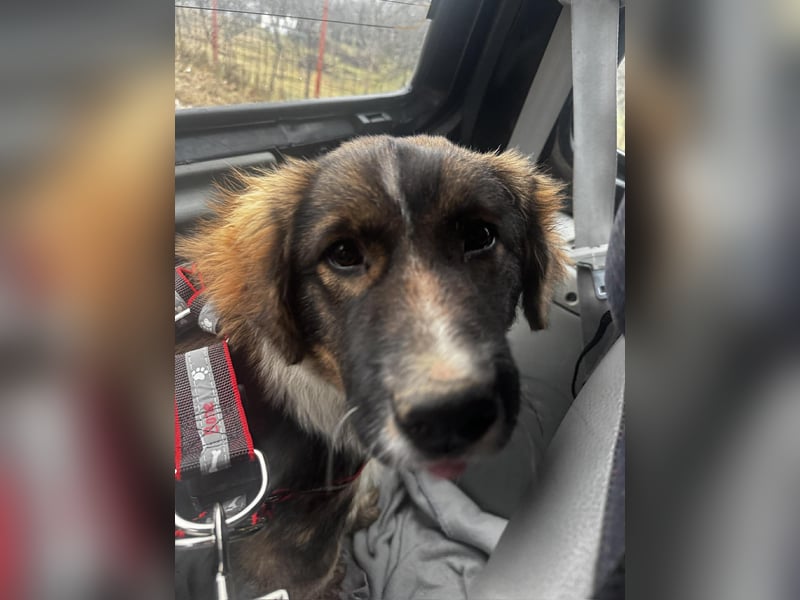 Dama - Tornjakmischling