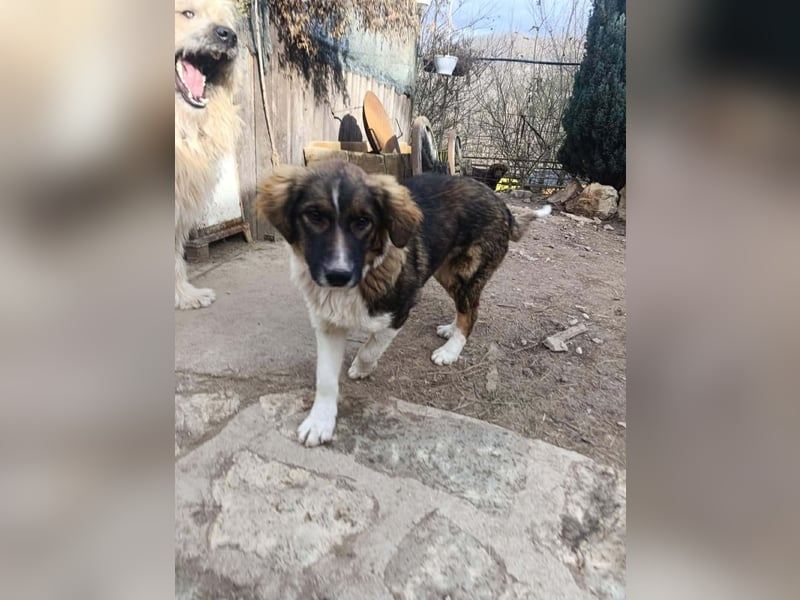 Dama - Tornjakmischling