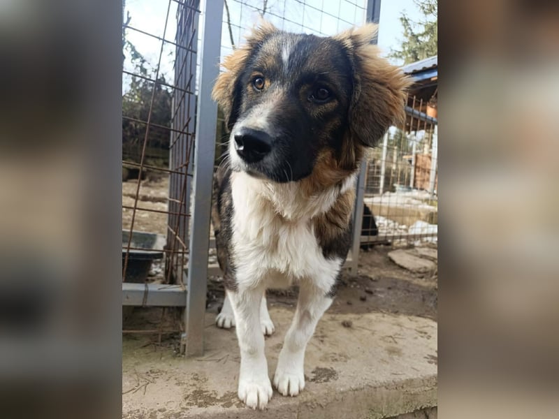 Dama - Tornjakmischling