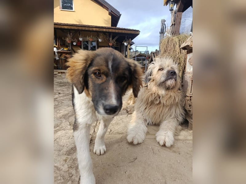 Dama - Tornjakmischling