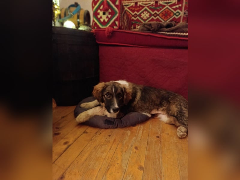 Dama - Tornjakmischling