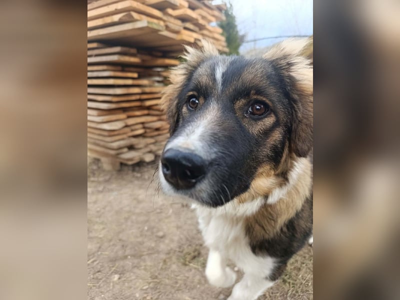 Dama - Tornjakmischling