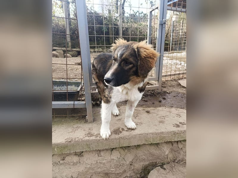 Dama - Tornjakmischling