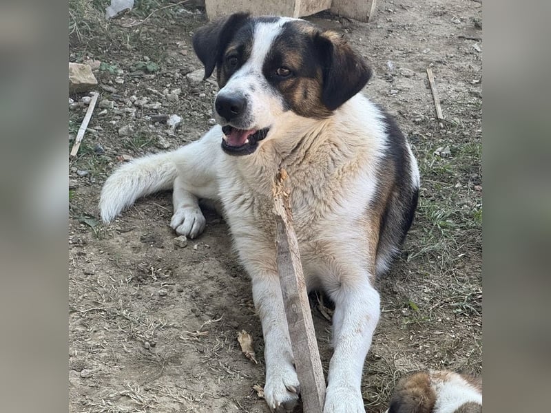 Bobao ein toller Bub