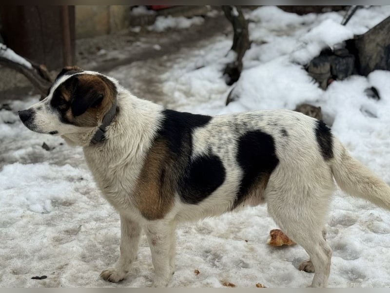 Bobao ein toller Bub