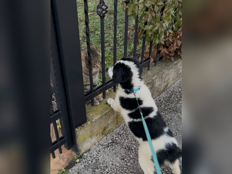 Fritz, junger Tornjak - Mix sucht passendes Zuhause