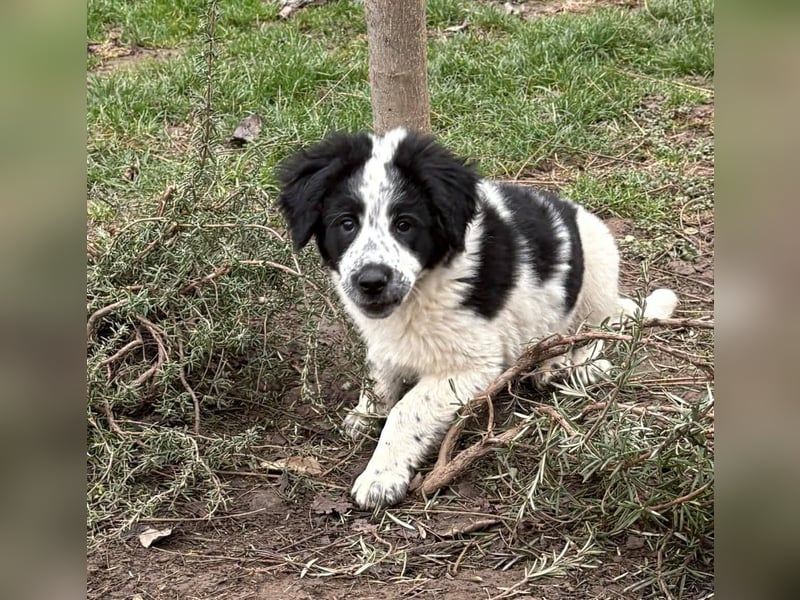 Fritz, junger Tornjak - Mix sucht passendes Zuhause