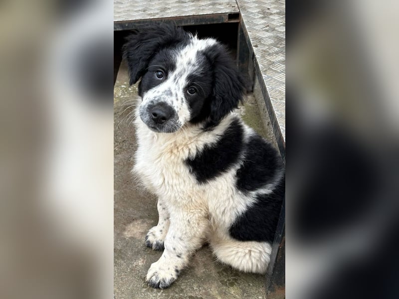 Fritz, junger Tornjak - Mix sucht passendes Zuhause