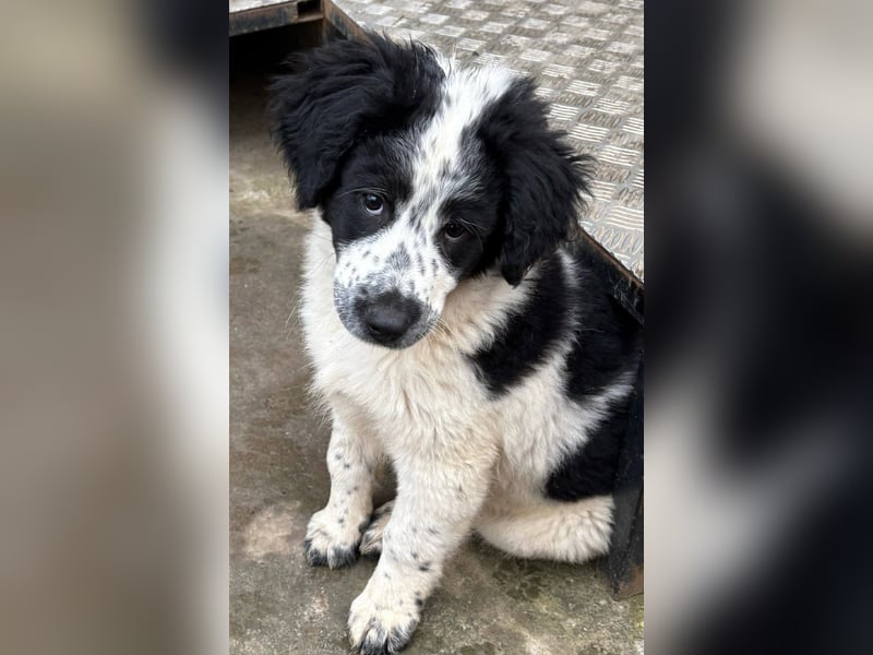 Fritz, junger Tornjak - Mix sucht passendes Zuhause