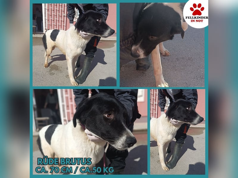 großer freundlicher Tornjak Mischling Brutus sucht ein Zuhause