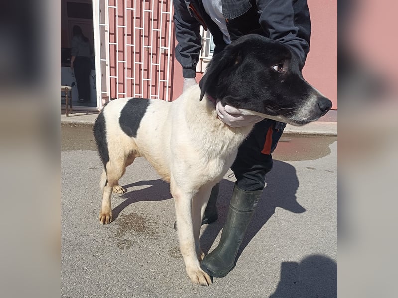 großer freundlicher Tornjak Mischling Brutus sucht ein Zuhause