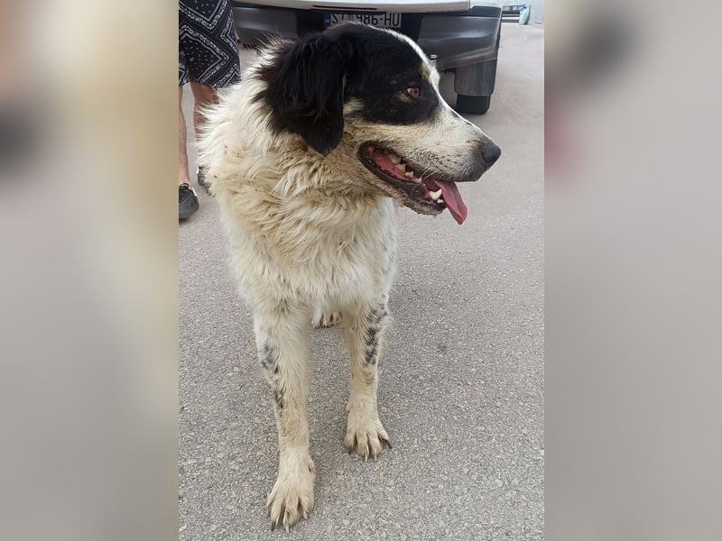 großer freundlicher Boss, Tornjak, Herdenschutzhund, sucht Zuhause