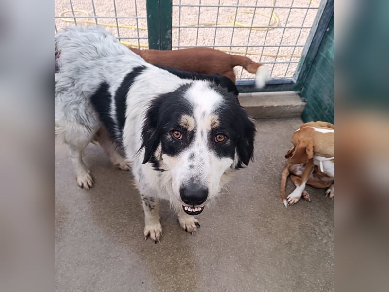 großer freundlicher Boss, Tornjak, Herdenschutzhund, sucht Zuhause