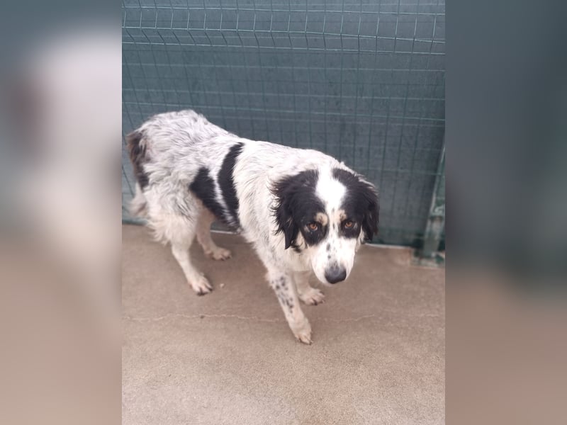 großer freundlicher Boss, Tornjak, Herdenschutzhund, sucht Zuhause