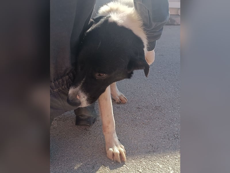 großer freundlicher Tornjak Mischling Brutus sucht ein Zuhause