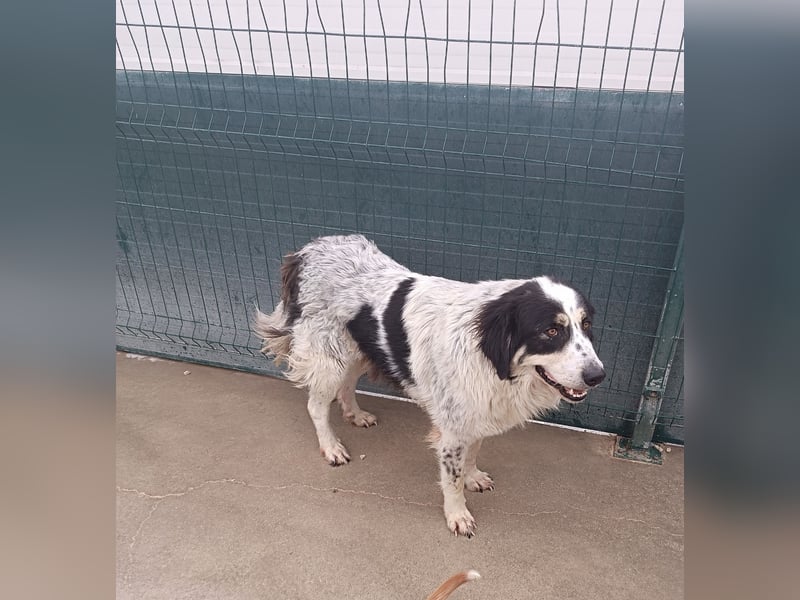 großer freundlicher Boss, Tornjak, Herdenschutzhund, sucht Zuhause