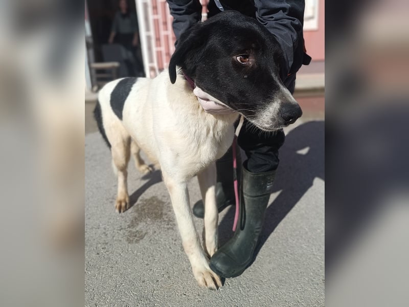 großer freundlicher Tornjak Mischling Brutus sucht ein Zuhause