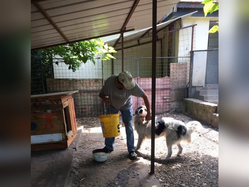 HERO - vorsichtiger und umsichtiger Rüde sucht Menschen mit Hundeerfahrung